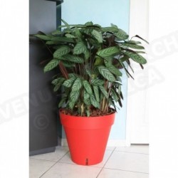 RIVIERA Pot LOFT avec réserve d'eau diametre 50 cm rouge